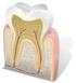 Sterilizzazione Cure Conservative Endodonzia Perni e Ricostruzione Chirurgia Protesi Fissa Protesi Mobile Toronto Bridge Laboratorio Odontotecnico