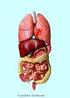 Post-operatorio Trauma Viscerale (infarto, colica) Muscolare Parto Manovra diagnostica o terapeutica