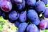 Documenti di accompagnamento dei prodotti vitivinicoli. (nuove regole dal 1 agosto 2013)