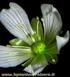 Il fiore è l'organo riproduttivo delle piante superiori e compare sulla Terra circa 200 milioni di fa, alla fine dell'era secondaria.