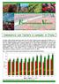 Commercio con l estero e consumi in Italia