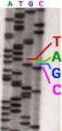 Sequenziamento del DNA: strutture dei nucleotidi