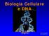Biologia Cellulare e DNA «Bigino»