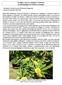 Le foglie, i ricci, le castagne e i marroni: la lotta biologica fa rivivere il castagno
