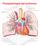 Fisiopatologia del polmone