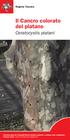 Il Cancro colorato del platano