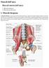 Muscoli dell anca Muscoli interni dell anca: 1. Muscolo ileopsoas. 1. Muscolo ileopsoas 2. Muscolo piccolo psoas