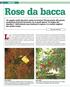 Rose da bacca. La rosa - indiscussa protagonista del giardino primaverile