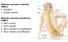 Organizzazione del sistema nervoso. Sistema nervoso centrale (SNC): Encefalo Midollo spinale