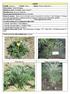 CARDO Specie: Cynara cardunculus L. Famiglia: Asteraceae