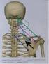 20 muscoli, 26 ossa, 31 articolazioni non possono non generare degli squilibri podalici