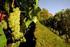 Nuovi vitigni per il Piemonte. 2 contributo. Esame delle attitudini colturali ed enologiche di vitigni autoctoni minori e rari