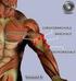 BRACCIO muscoli bicipite, coracobrachiale, brachiale e tricipite principali rapporti di questi muscoli con i vasi e nervi (trattati a lezione)