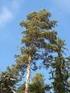 ALBERI. PINO SILVESTRE (Scots pine) ALTEZZA: fino a 40 m