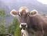 Famiglia:Bovidae Genere: Bos Specie:taurus