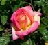 Rosa Antica anno colore rifiorenza descrizione b mt