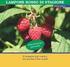 PICCOLI FRUTTI. DIFESA INTEGRATA DEL LAMPONE Rubus idaeus; Rubus spp (specie non europee). AVVERSITA' CRITERI D INTERVENTO SOSTANZE ATTIVE E