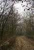 La vegetazione del Bosco delle Sorti-La Communa (Piemonte, AL-AT)