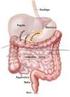 Funzione dell apparato digerente