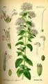 Essenze germ icide m aggiori o.e. origano di spagna santoreggia (satureia montana) cannella di ceylon (cinnamomum zeylanicum) timo (thymus vulgaris)