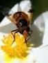 L apicoltura italiana: caratteristiche e prospettive di sviluppo
