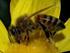 invertebrato Come tutti gli insetti, l'ape ha il corpo diviso in tre parti: testa, torace, addome.