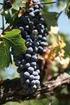 Disciplinare di produzione dei vini a Denominazione di Origine Controllata OLTREPÒ PAVESE