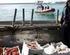 - elevati 220 sanzioni amministrative per pesca, diporto, violazione al codice della navigazione