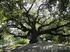 Convegno Nazionale Alberi Monumentali Conoscenza, Conservazione, Valorizzazione Parco dei Nebrodi Parco delle Madonie 18-19 Giugno 2016