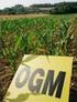 OGM-LAZIO Studio sperimentale sull analisi quantitativa di mais Geneticamente Modificato PROGETTI DI RICERCA NAZIONALI - REPARTO OGM & MICO