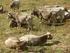 Piano straordinario per l eradicazione della brucellosi bovina e ovi-caprina, della leucosi e della tubercolosi bovina.