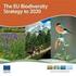 La strategia dell Agenzia europea dell ambiente Programma di lavoro pluriennale