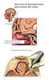 Trauma cranico: frattura e lesione cerebrale