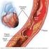 Il sistema cardio-circolatorio è più complesso: Condotti elastici e non rigidi Tratti (capillari) che consentono la fuoriuscita e l ingresso di