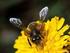 Il progetto di biomonitoraggio ambientale con le api all interno del Parco Nazionale della Majella: risultati sui metalli pesanti