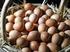 Il prezzo alla produzione delle uova da allevamento al suolo si avvicina a quello delle uova da allevamento all'aperto estensivo
