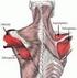 Muscoli della spalla. Muscolo deltoide