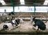 Il sorgo nella razione di vacche da latte: Esperienze pratiche negli allevamenti del Veneto