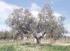Epoche di maturazione dell olivo per la raccolta meccanizzata