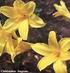 Bulbose ornamentali. = piante geofite con fogliame e/o fiori decorativi 5/30/2013. Divisione di rizoma Iris. Radici tuberose Dalia germoglio