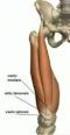 classificazione In base alla FORMA: Muscoli lunghi Muscoli larghi Muscoli orbicolari e sfinteri