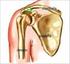 La spalla è costituita da tre ossa: l osso del braccio (omero), la scapola e la clavicola. La spalla è una articolazione a sfera: la testa dell omero