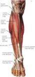 Muscoli dell'arto inferiore