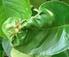 agrumi basilico lavanda fico oleandro