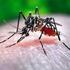 Zikavirus e altre arbovirosi. L epidemiologia mondiale: dimensione della problematica