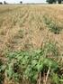 Agronomia. Semina e diserbo - - -