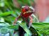 Il Chamaeleo Calyptratus: Caratteristiche: