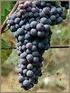 Disciplinare di produzione del vino a denominazione di origine controllata Sant Antimo Decreto 18/1/1996 G.U. n 26 del 1/2/1996