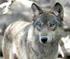 Piano di conservazione e gestione del lupo in Italia