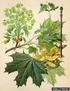 Ord. Sapindales. - Aceraceae - Hippocastanaceae - Simaroubaceae - Staphyleaceae - Anacardiaceae - Rutaceae